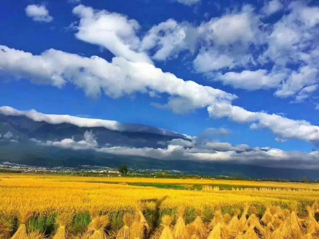 金秋十月||人间最动容的景,莫过于丰收之美!