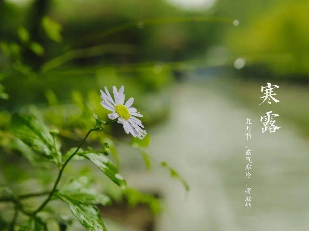 关于寒露的诗
