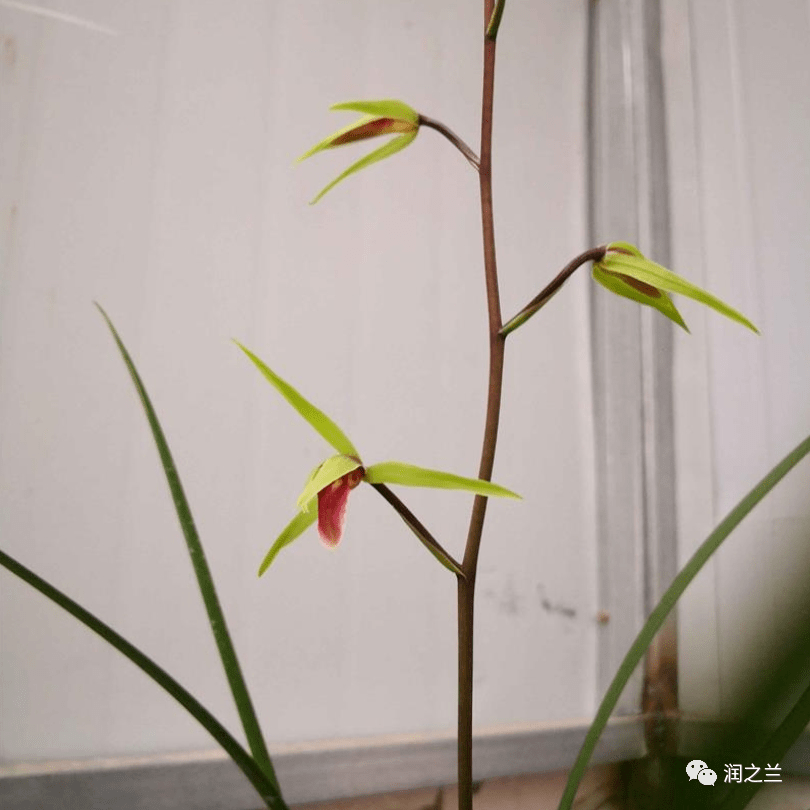 寒兰雪中红《诗经》是中国第一部诗歌集,其中写了大量的花草,尤其对兰