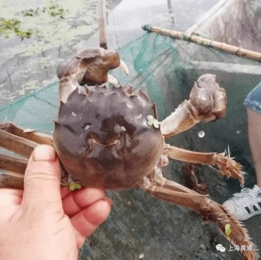 寿宁|大闸蟹“中秋国庆价”开始下跌！部分菜市场：二两母蟹16元/只！