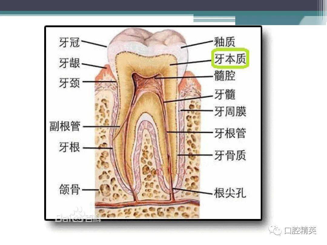 牙齿和组织与结构