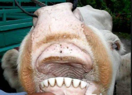 牛的乳门齿:即生后长出的牙齿,形小而洁白,有明显的齿颈,齿间隙较大