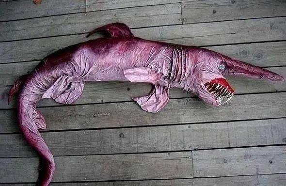 盘点全球16种最奇异动物:恐怖悚人的妖精鲨鱼