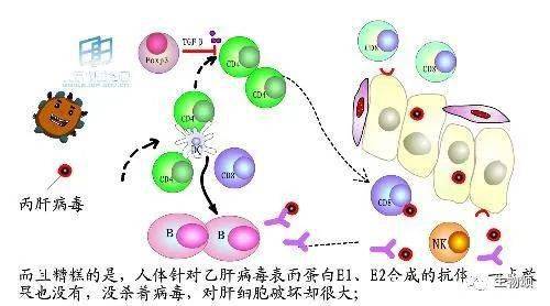 图解2020诺贝尔生理学奖丙肝病毒的发现历程传播和感染途径