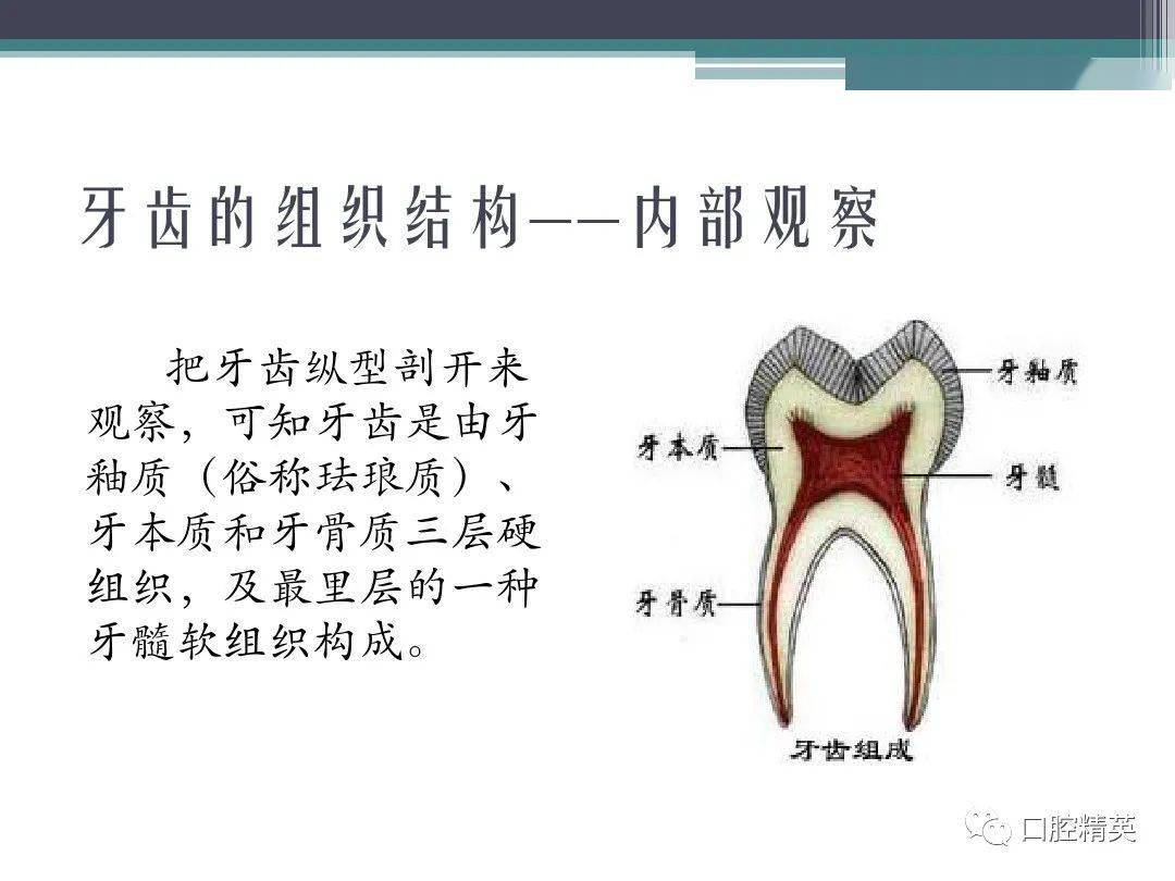 牙齿和组织与结构