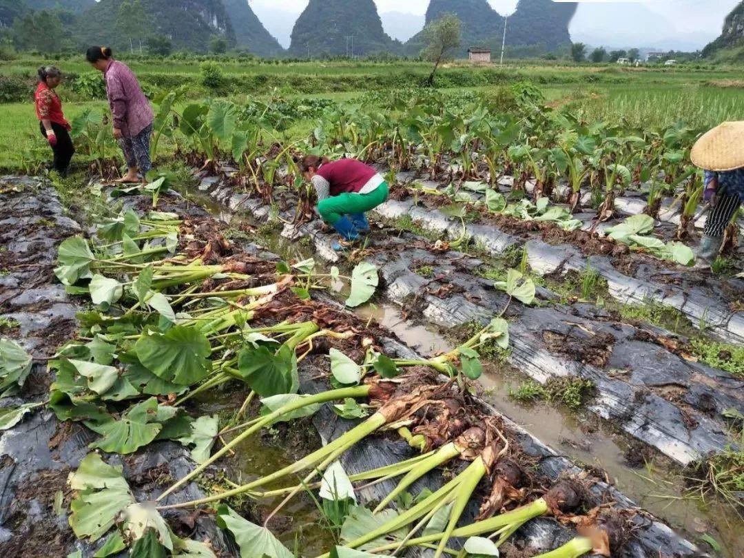 香如牛奶糯如紫米一口清甜芋罢不能