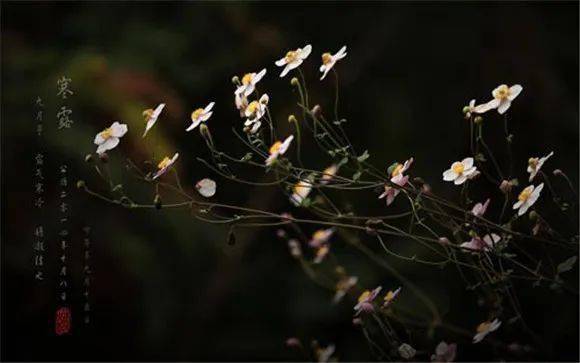 二十四节气-寒露|天寒露重,望君保重