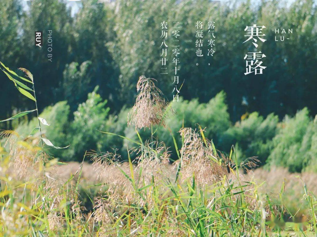 今日寒露 | 秋深露重,与君珍重