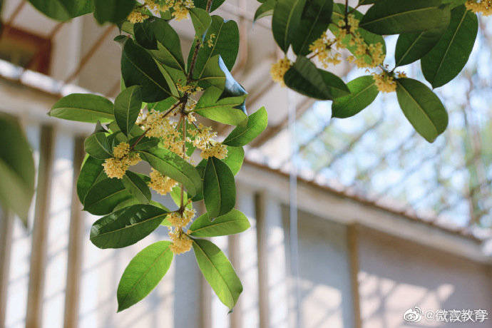 秋景|校园秋景开启，一起来看