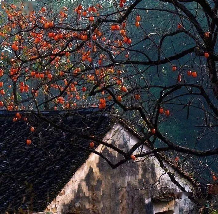 唐人段|柿子红了！柿柿如意！