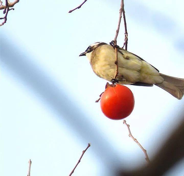 唐人段|柿子红了！柿柿如意！