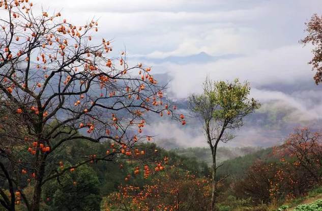 唐人段|柿子红了！柿柿如意！