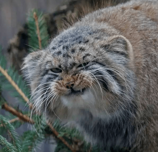 捡了4只小奶猫越养越不对劲凶猛到和藏獒有一拼