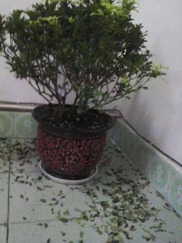 盆栽花卉什么时候换盆最好 f61e8417b20c4b59a884568f007ee31b.jpeg