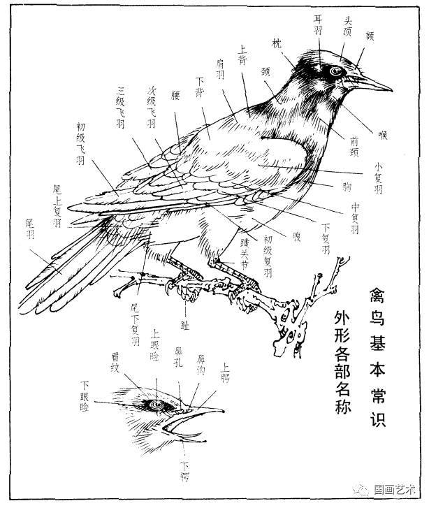 鸟体解剖鸟体内部器官结构,肌肉解剖