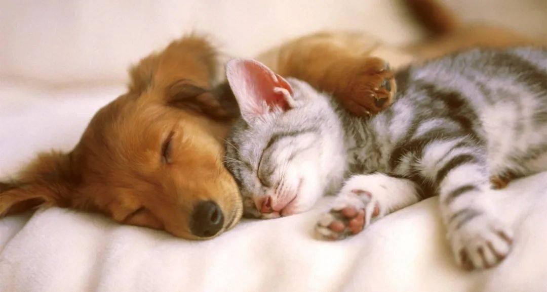 梦魇边缘,解析梦见一群狗咬小狗的深层含义与心理暗示 梦魇边缘,解析梦见一群狗咬小狗的深层含义与心理暗示