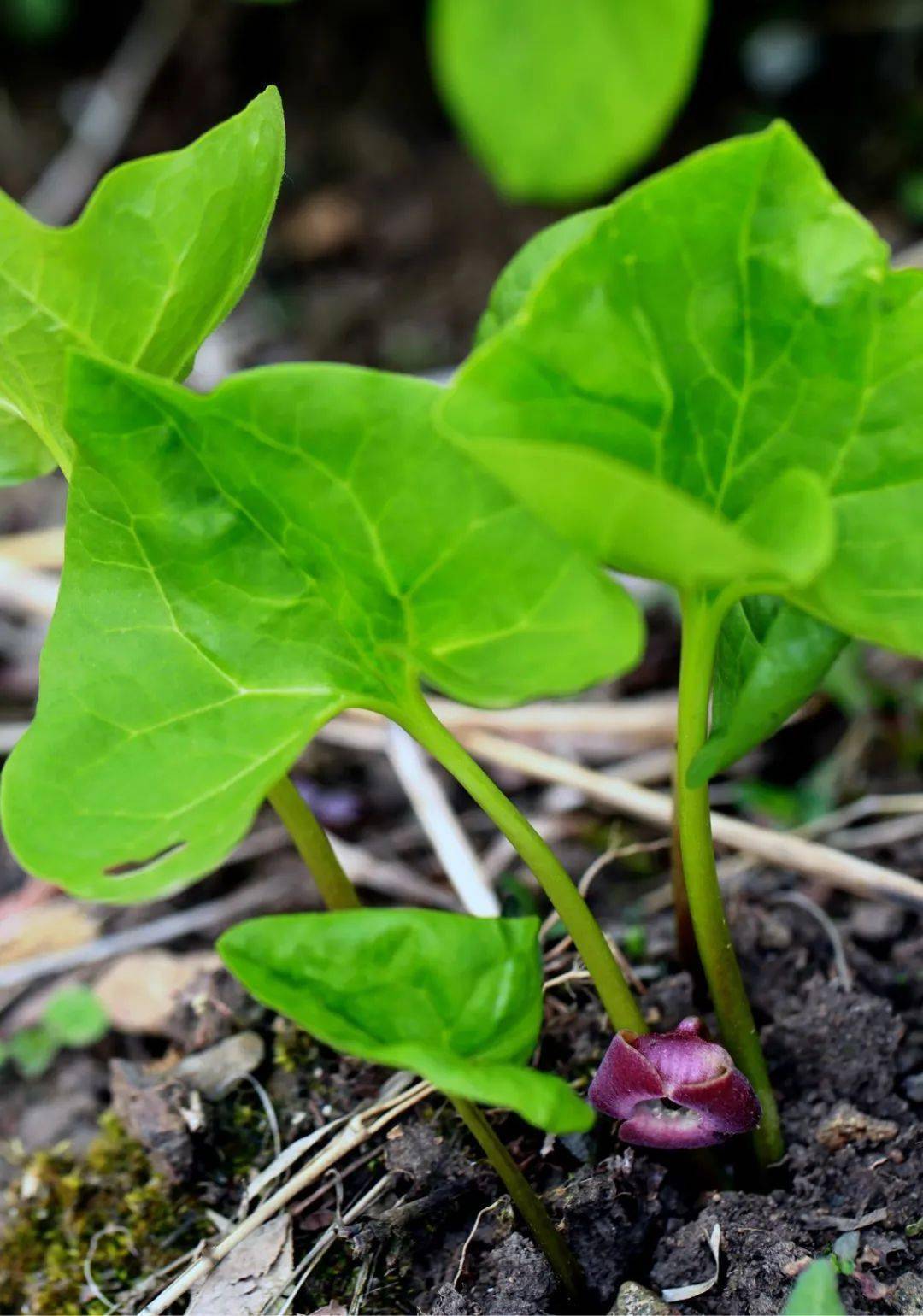 本品为马兜铃科植物北细辛(库页细辛)asarum heterotropoides fr.