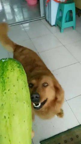 怎么才能让狗狗吃黄瓜 e0f9f36e661d4a14b72c5e68b1a3f0a4.jpeg