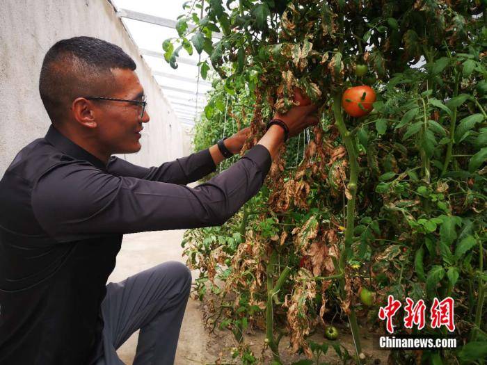 扎西若杰|【幸福花开新边疆】种菜、养牛：95后大学生Get就业新思路