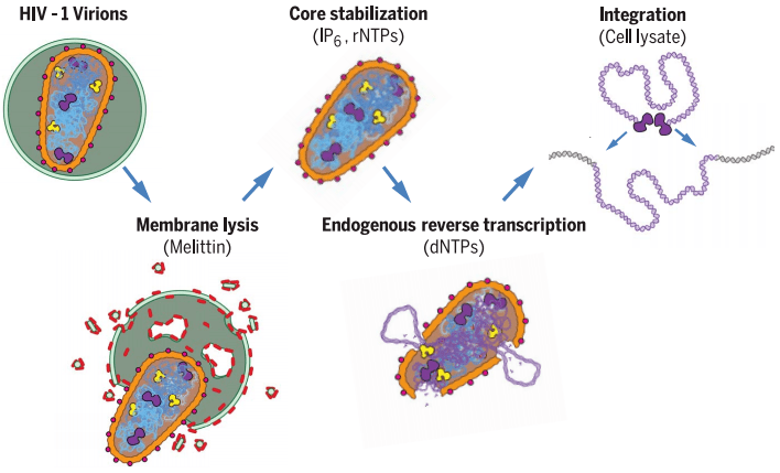 科学家首次在体外重建hiv复制和整合过程,病毒"保护壳