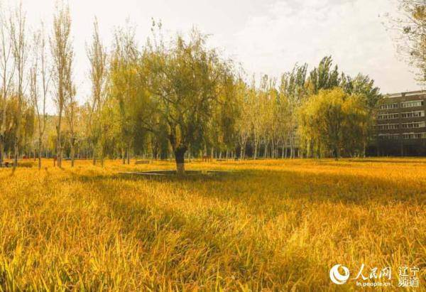 校园|沈阳建筑大学：校园里的丰收节