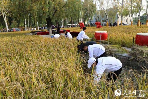 校园|沈阳建筑大学：校园里的丰收节