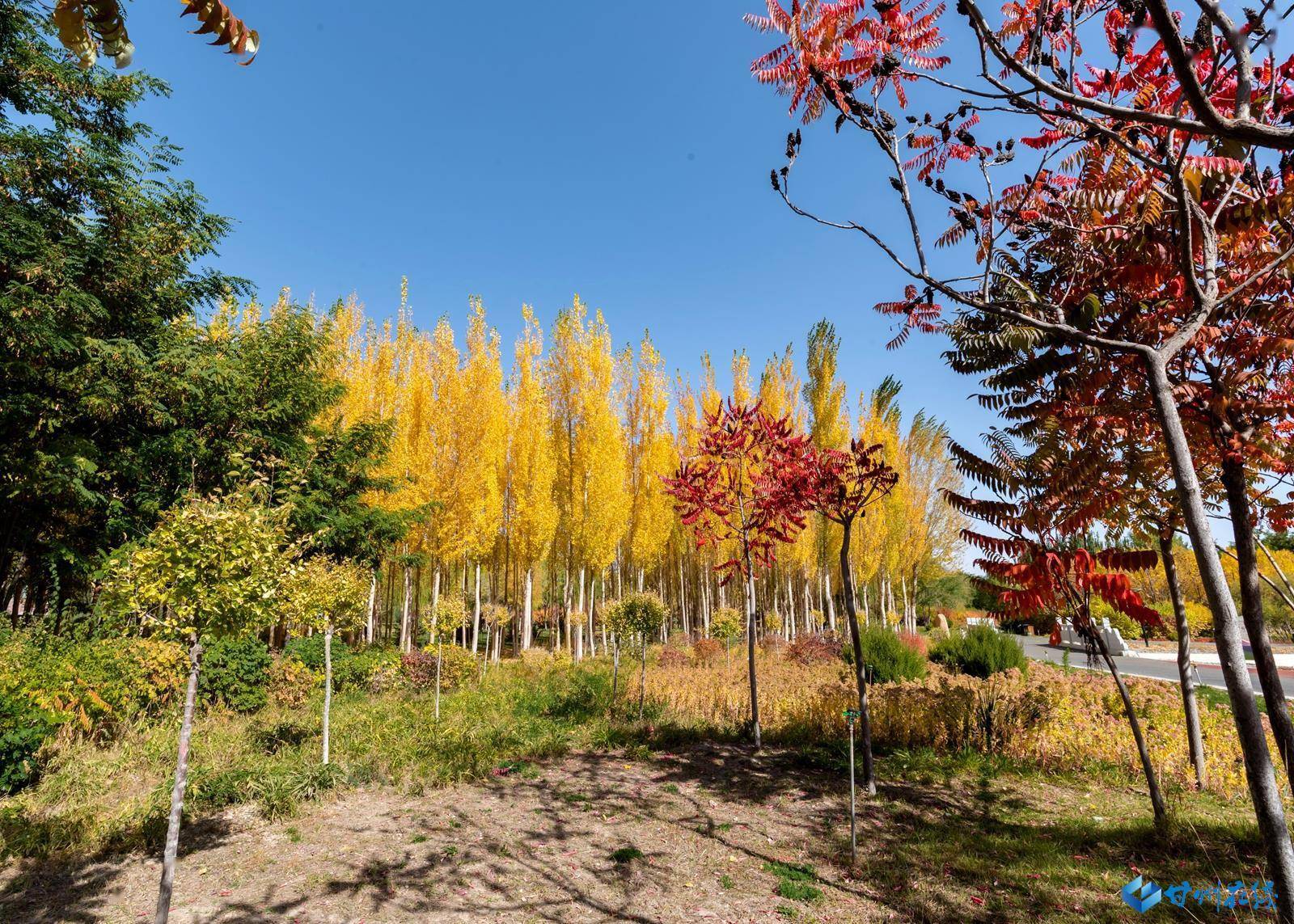 图集:你见过这样的芦水湾吗?