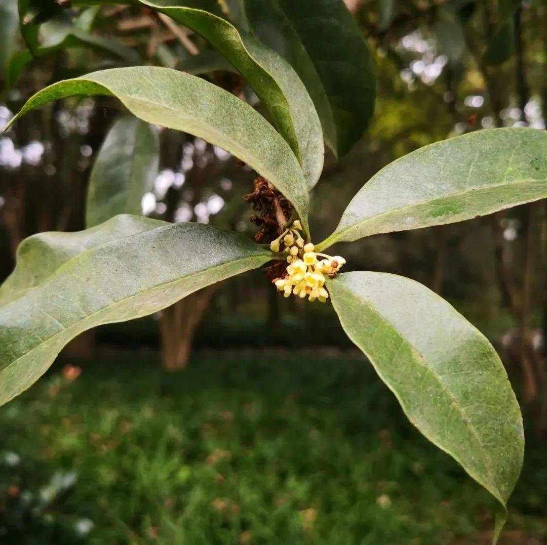 杭州黄 osmanthus fragrans"hangzhou huang"(先前那波还挂着干花