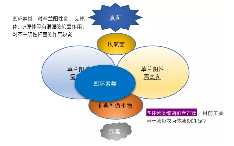 合理用药 图说12类药物的抗菌谱,再也不愁记不住了!