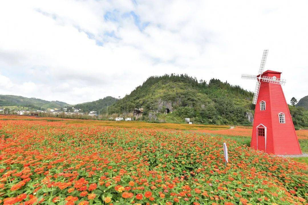 这段时间,位于义龙新区雨樟镇并嘎村的200亩花海进入盛花期,花海内不