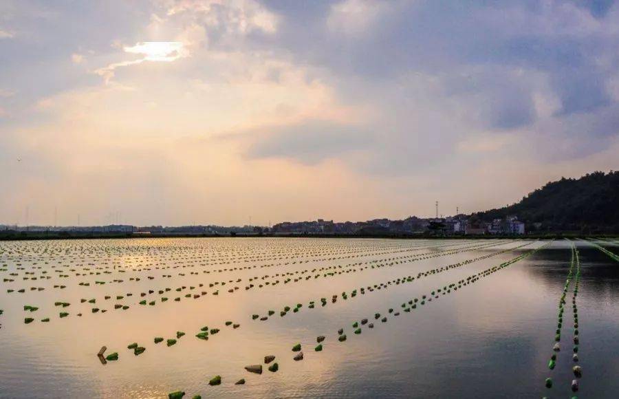 女人|百搭珍珠！女人最基本的高贵，让你气质全开！