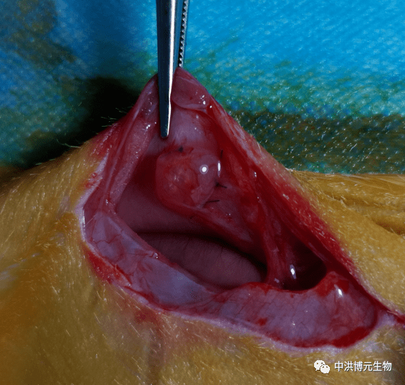 实验专栏丨大鼠子宫内膜异位模型