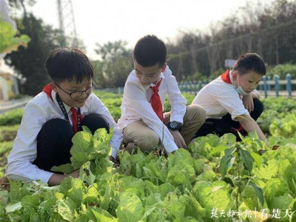 种菜摘菜挖红薯武汉4所小学百余名学生当小农夫