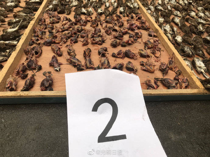 触目惊心!27天捕鸟8万余只被抓