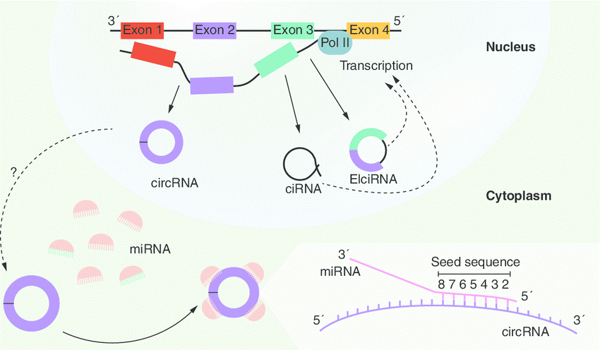 rna背景知识全解 核酸提取专题_lncrna