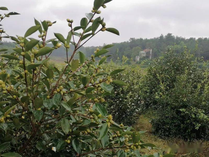 斯家场青竹湾歌舞飞扬油茶果香