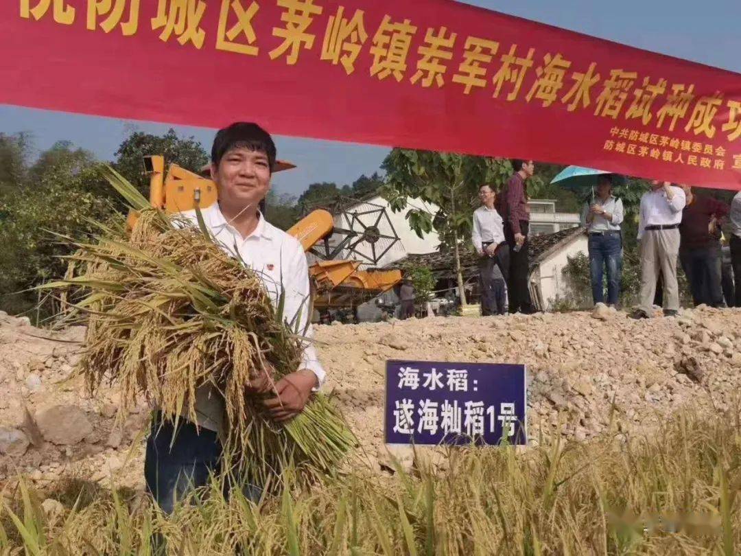 海水稻支书陈伟臣