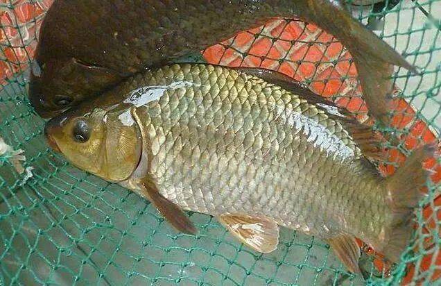 怎样才能钓到鲫鱼 03c18fd5eb1d409ea8ce037ef4e1eae6.jpeg