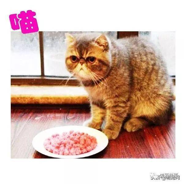 拯救不吃饭的猫 网友:绝食是有情怀