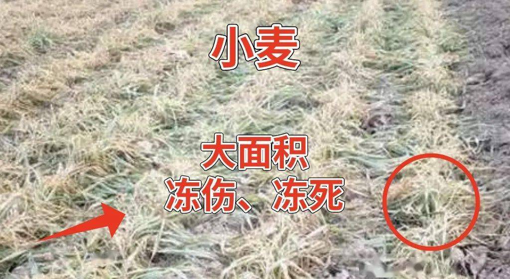 60年难遇极寒天气?小麦预防冻害要重视了!