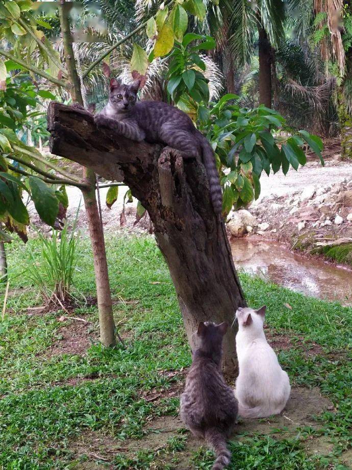 猫咪躺在树上,树下两只猫咪一直盯着