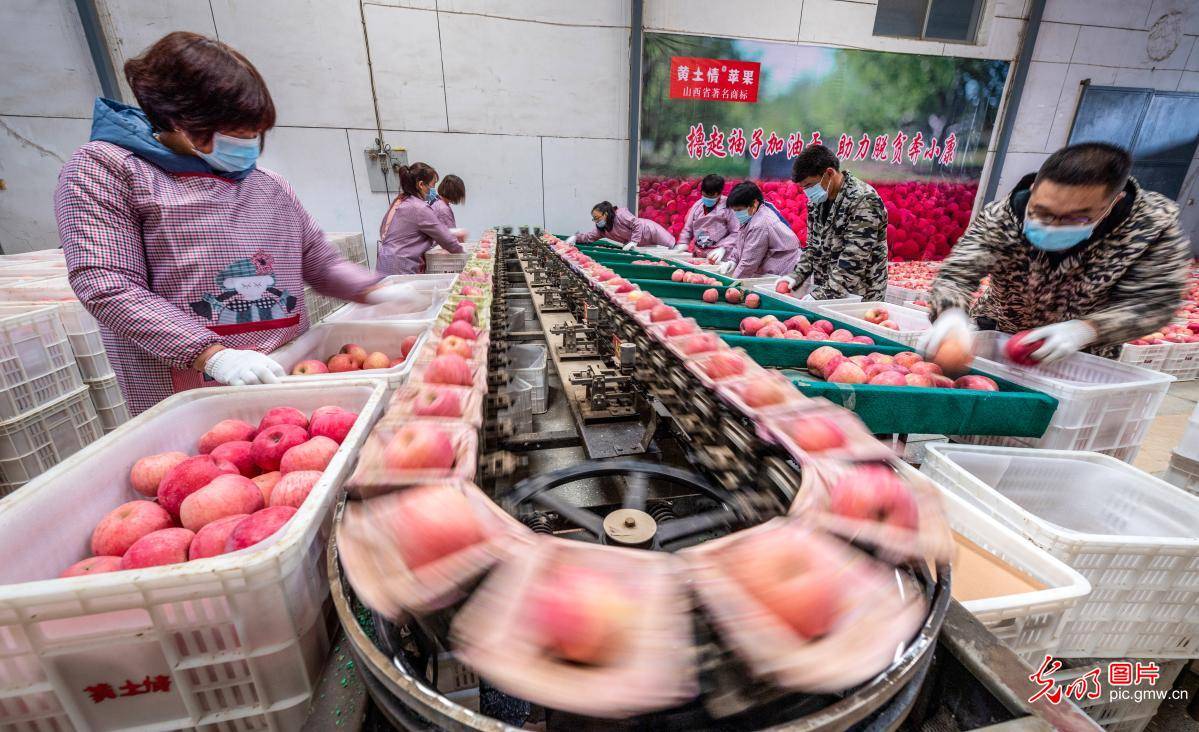 万荣|山西万荣：苹果喜获丰收