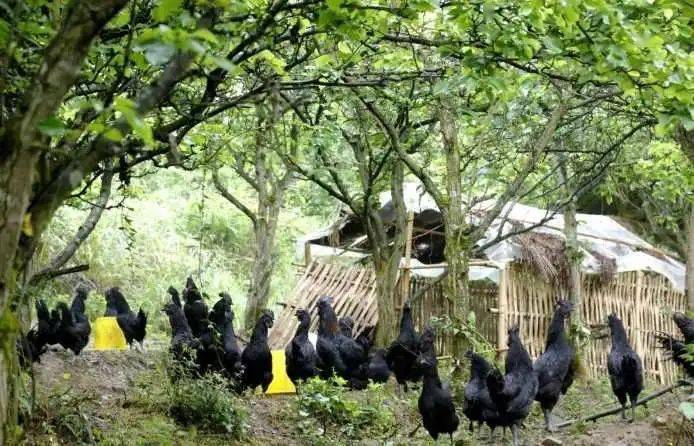 扶贫|京东的跑步鸡 ，跑出了一个自有扶贫品牌矩阵