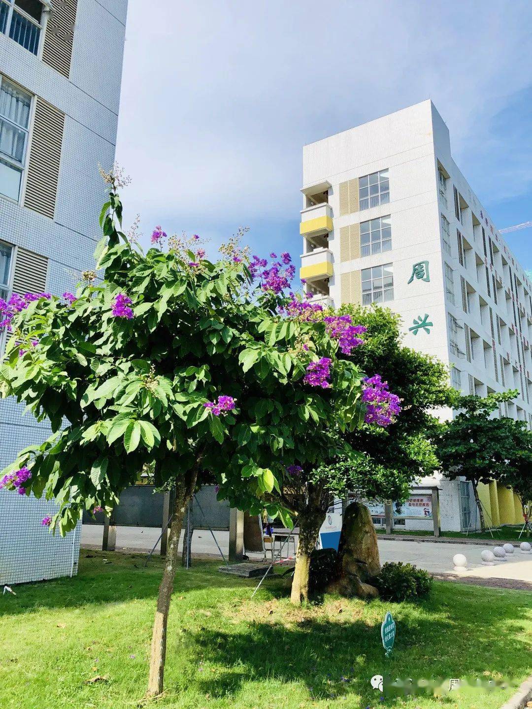 精心准备,盼君来赛 ---湛江市爱周高级中学有序推进湛江市"市长杯"