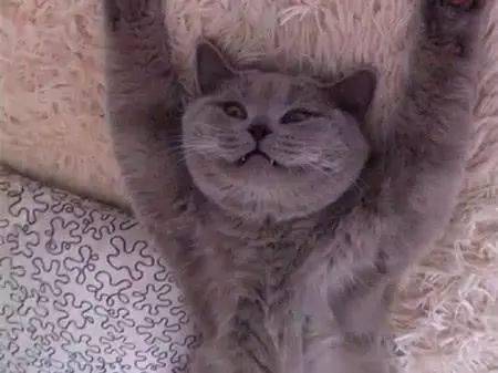 最近是不是有人偷猫 a7f85068778643d78884b34a62eabc73.jpeg