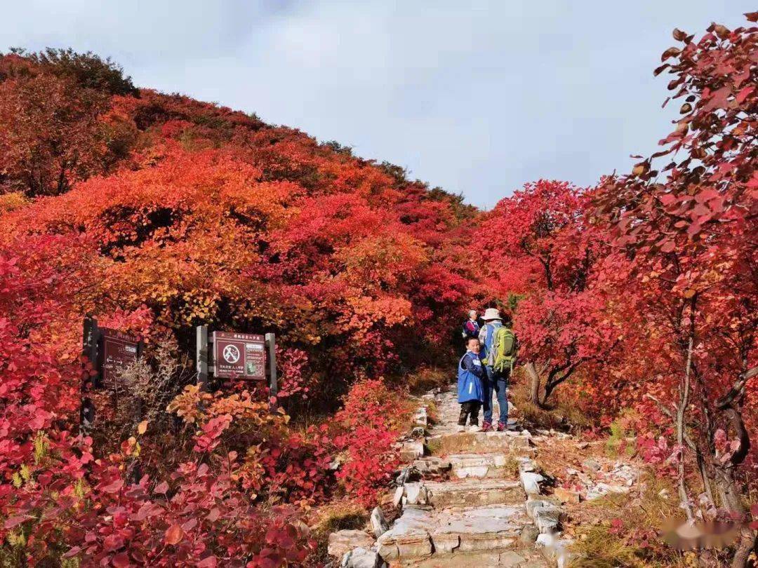 【野疯·休闲】10月25日,药王谷景区红叶节,许您一片五彩斑斓的童话