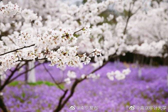 审计|南京审计大学生日快乐