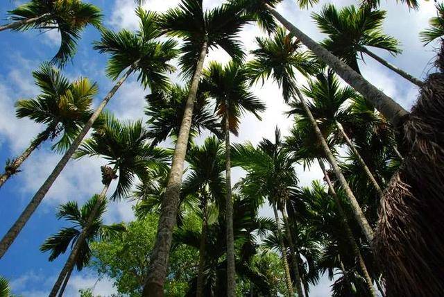 深水|槟榔市场进入深水区，百元新品或引领产业向高端升级