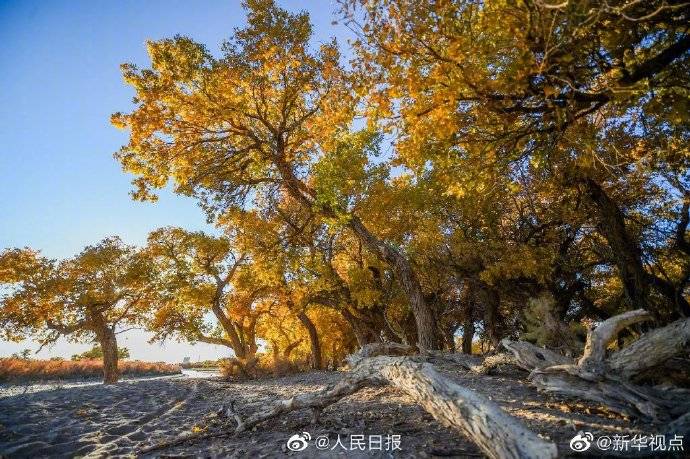 每一张都是壁纸 内蒙古金秋胡杨林迎来最美季节 额济纳旗