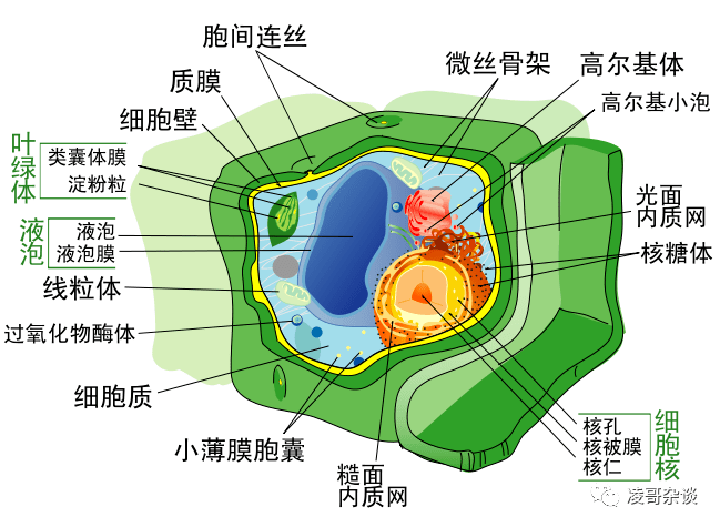 植物真核细胞和各种细胞器